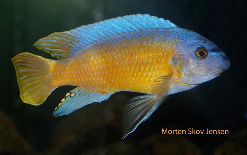 Labeotropheus fuelleborni 'Katale Island'